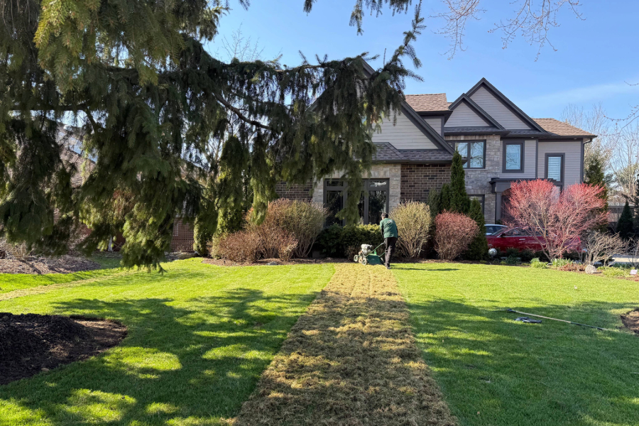 dethatching service